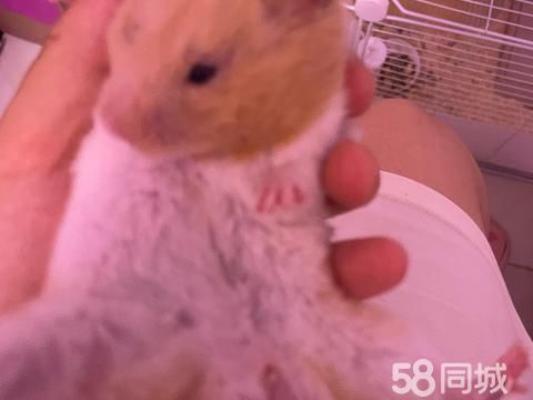 孝感宠物赠送/领养·金丝熊弟弟 免费给你 三公里内我给你送