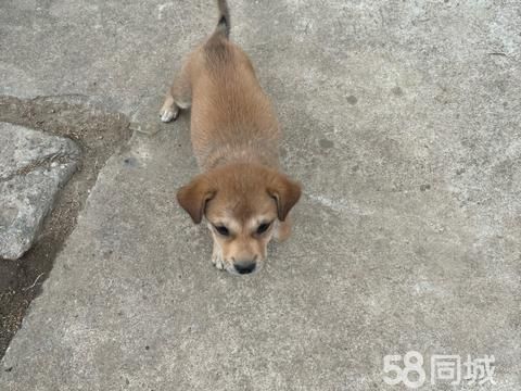 孝感宠物赠送/领养·狗狗免费领养