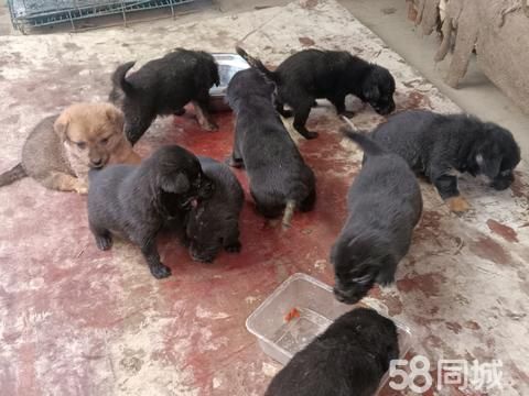 孝感宠物赠送/领养·现有多点满月小狗免费送养，非诚勿扰！