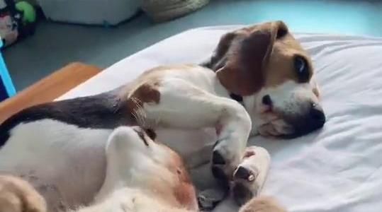 小猞猁翻身去扒狗狗，结果比格狗子的眼神一下子就有戏……