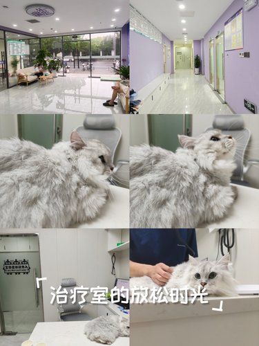 瑞乐辰宠物医院 | 毛孩子的安心呵护站