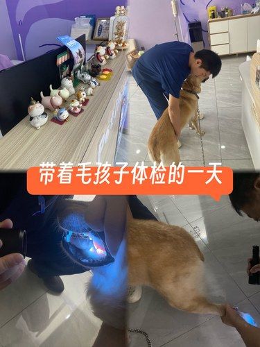 带着毛孩子体检的一天
