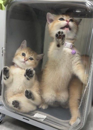 “医生，它只是胖不是怀孕！”——公猫体检乌龙