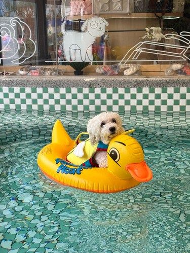 洗澡快乐狗狗