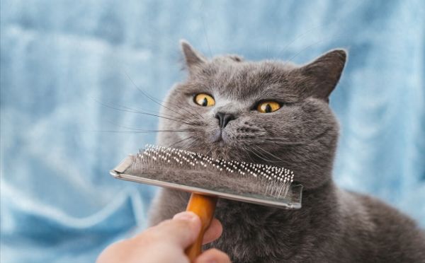 英短养猫新手攻略：涵盖日常养猫的方方面面