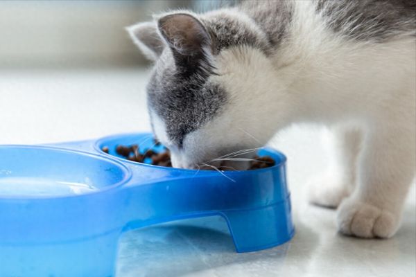 英短养猫新手攻略：涵盖日常养猫的方方面面
