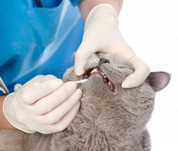 英短养猫新手攻略：涵盖日常养猫的方方面面