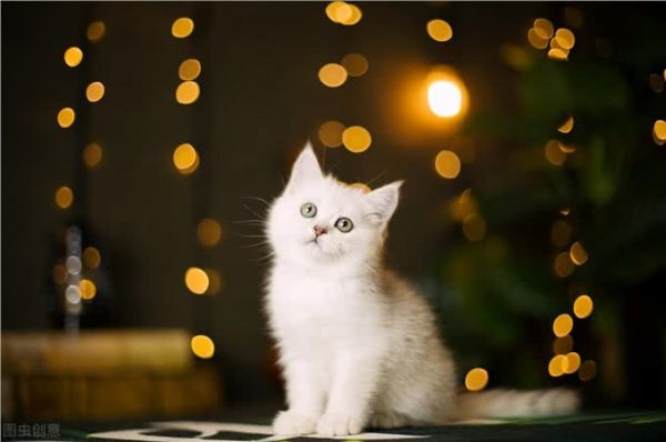 英国短毛猫有哪些?这些特性你知道吗?