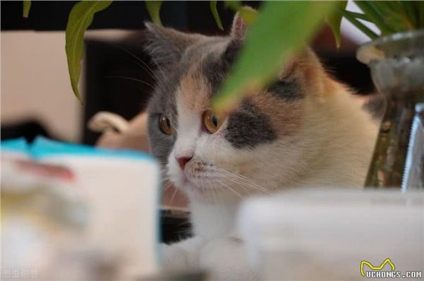 英国短毛猫有哪些?这些特性你知道吗?