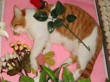 重庆动物尸体 火葬猫咪火化-重庆狗狗火化地址