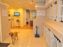 重庆宠物猫寄养-重庆宠物寄养价格优惠