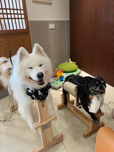 小狗的养生快乐老家
