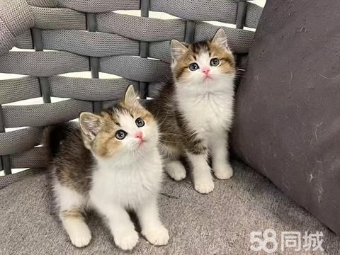 优质萌宠·一手繁育出售纯种三花猫丶个人转让购买宠物猫咪家养丶本地同城猫舍宠物店