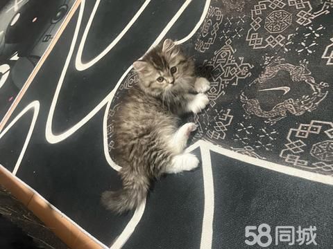 苍南宠物猫·出售虎斑弟弟破卡伦出售1650买来1千八昨天刚买了不久家里不让养有在灵