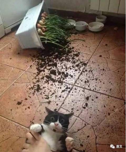 猫咪接生费用多少？诊所服务价格揭秘！