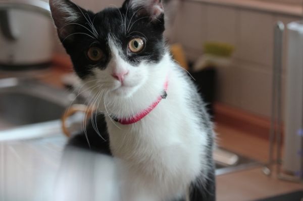 黑白宠物猫图片