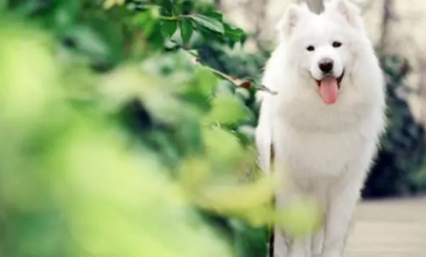 萌宠课堂：狗狗钙片和钙粉哪个比不错 狗狗吃钙片还是钙粉好？