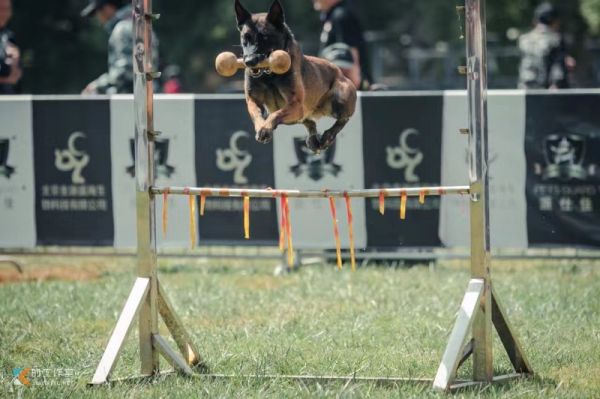 上海徐汇宠物训练寄养学校 你身边的训犬专家 上门接送