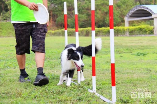 孙亮宠物培训学校松江宠物犬影视拍摄 宠物猫电视剧拍摄