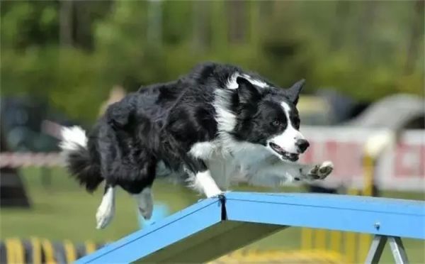 孙亮宠物培训学校松江宠物犬影视拍摄 宠物猫电视剧拍摄