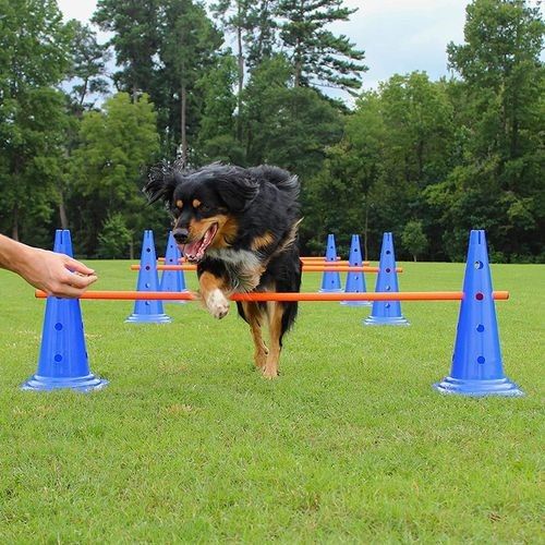 孙亮宠物培训学校松江宠物犬影视拍摄 宠物猫电视剧拍摄