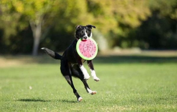 孙亮宠物培训学校松江宠物犬影视拍摄 宠物猫电视剧拍摄