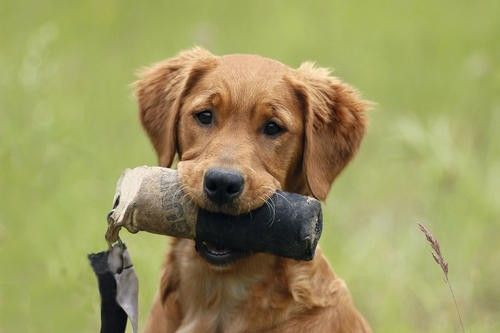 孙亮宠物培训学校松江宠物犬影视拍摄 宠物猫电视剧拍摄