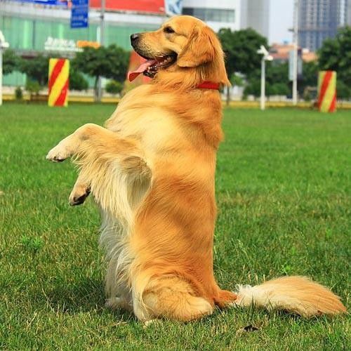 孙亮宠物培训学校松江宠物犬影视拍摄 宠物猫电视剧拍摄