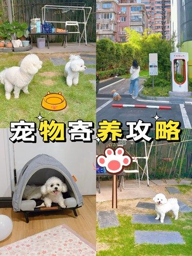 简直是上海宠物寄养天花板
