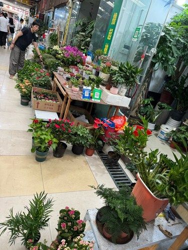 共康花鸟市场