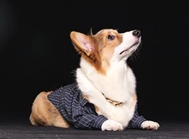 宠物助理培训