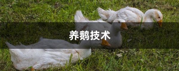 养鹅技术