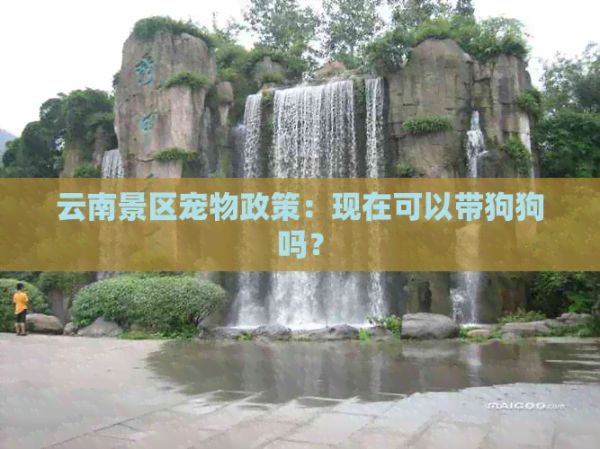 云南景区宠物政策：现在可以带狗狗吗？