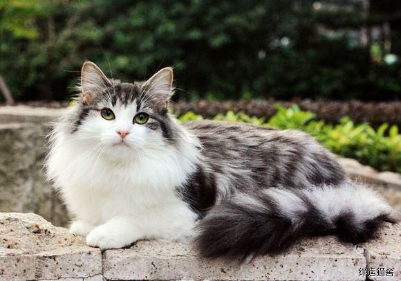 最大的猫是什么品种图片