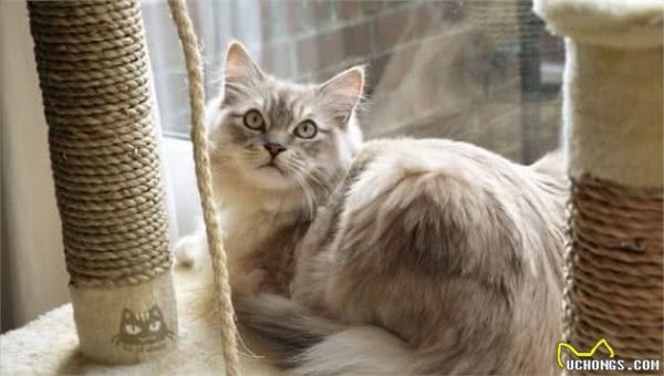 盘点10种体型最大的家猫