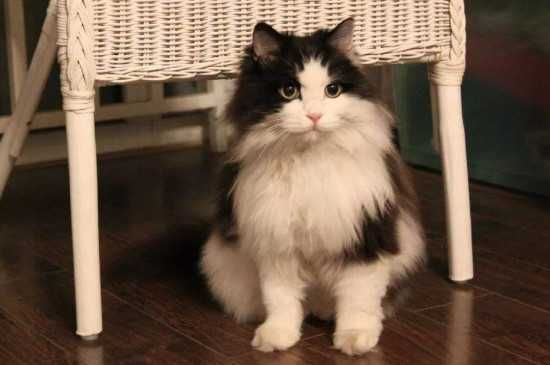 大型猫咪的品种