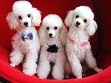 重庆附近犬舍 出售贵宾犬 幼犬出售 高品种狗狗 可视频看宠
