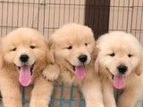 比格犬多少钱一只 重庆上门挑选 健康保障