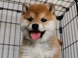 重庆哪里有卖比特犬 重庆本地犬舍