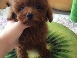 本地出售茶杯泰迪犬,柴犬,柯基,比熊,茶杯犬 马尔泰犬,西高地,等