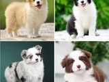 重庆南岸精品狗狗阿拉斯加犬 可视频或到店挑选 欢迎咨询