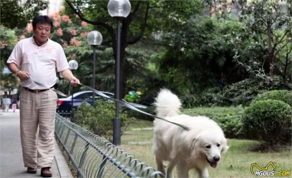 养“大型犬”需具备的5大条件，你都具备了吗？