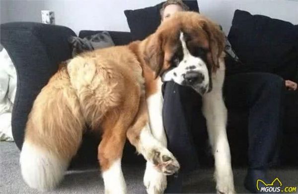 养“大型犬”需具备的5大条件，你都具备了吗？