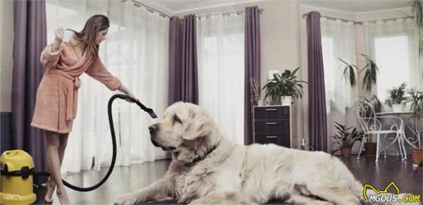养“大型犬”需具备的5大条件，你都具备了吗？