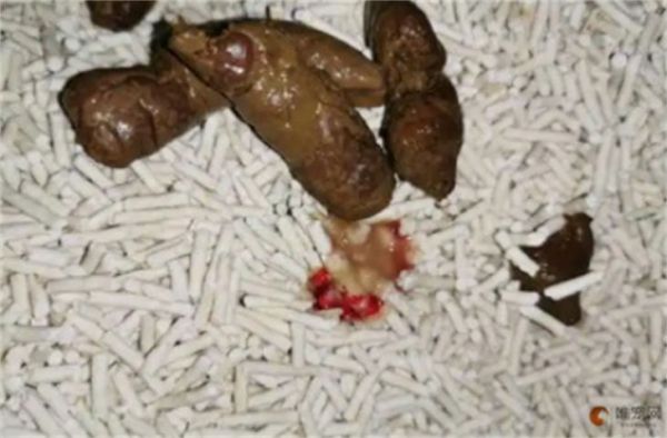 猫咪拉屎带血是怎么回事 便血的原因有哪些