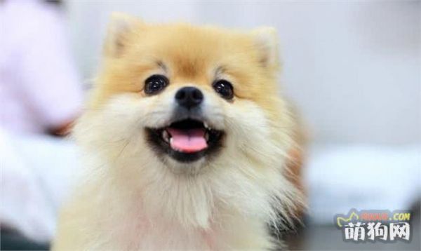 狗狗便血的几种常见原因 铲屎官了解多少？