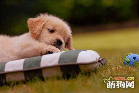 狗狗便血的几种常见原因 铲屎官了解多少？