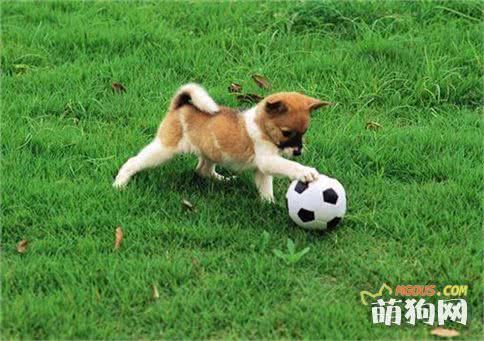 狗狗便血的几种常见原因 铲屎官了解多少？