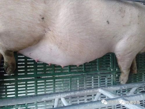 宠物便血拉稀，疑为消化不良或寄生虫。