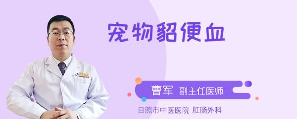 宠物貂便血